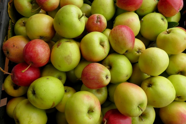 Organic and wild apples harvested in the Pelion forest