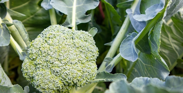 Organic young broccoli plant growing in the garden Fresh cabbage with leaves Closeup and top view