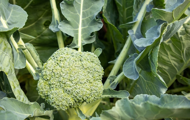 Organic young broccoli plant growing in the garden Fresh cabbage with leaves Closeup and top view