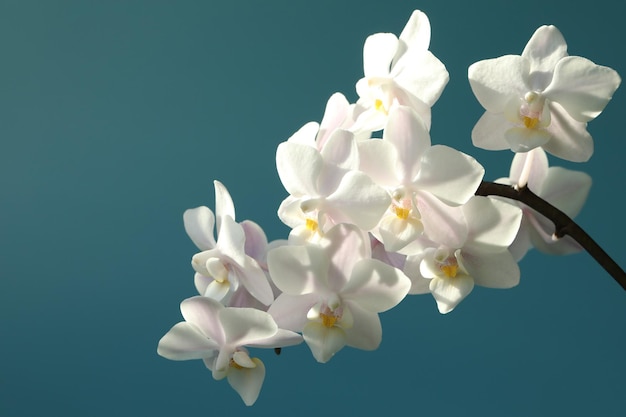 orhid flowers on blue background