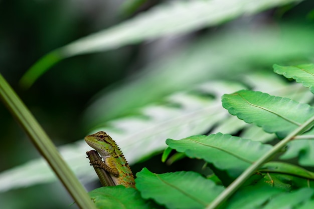 Oriental garden lizard, Eastern garden lizard, Changeable lizard (Calotes mystaceus) in the forest. Reptiles animal. Green and brown lizard. Chameleon on the branches in the forest. Animal wild life.