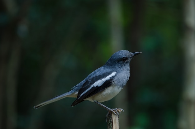 Oriental magpie robin (Copsychus saularis) on branch