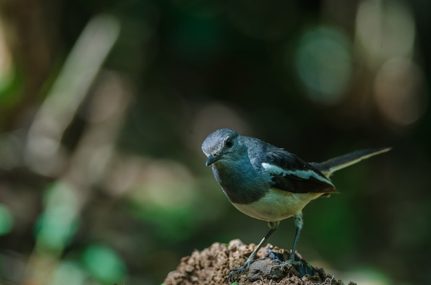 Oriental magpie robin (Copsychus saularis) on branch