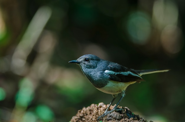 Oriental magpie robin (Copsychus saularis) on branch