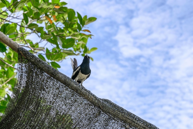 Oriental magpie robin Tiny bird perched on wood of roof with blue sky