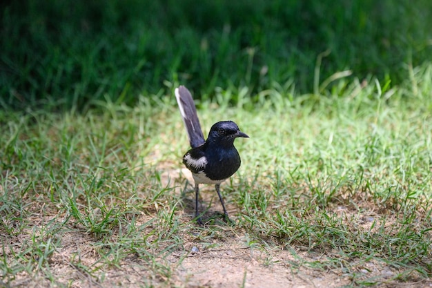 Oriental magpie robin Tiny bird standing on grass in countryside