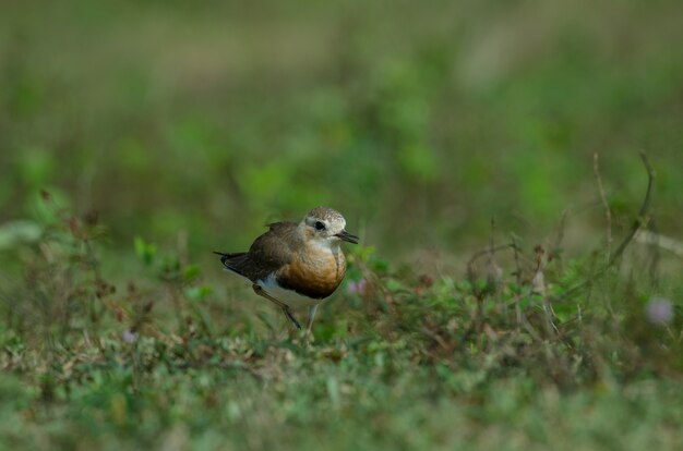 Oriental Plover (Charadrius veredus)