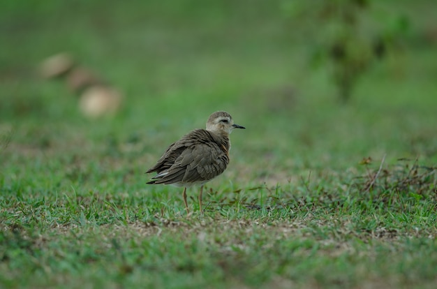 Oriental Plover (Charadrius veredus)