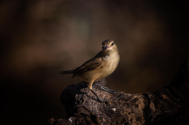 Oriental Reed Warbler on dry branch tree