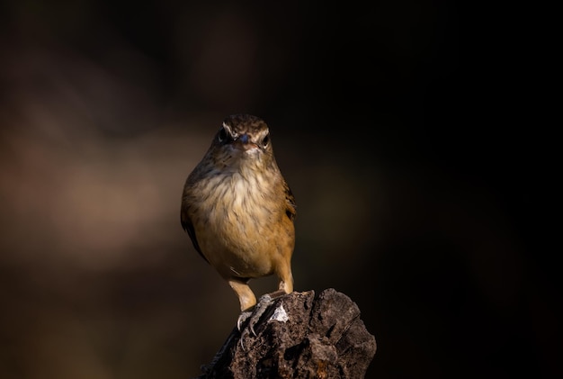 Oriental Reed Warbler on dry branch tree