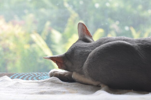 Oriental shorthair cat is sleeping on the window