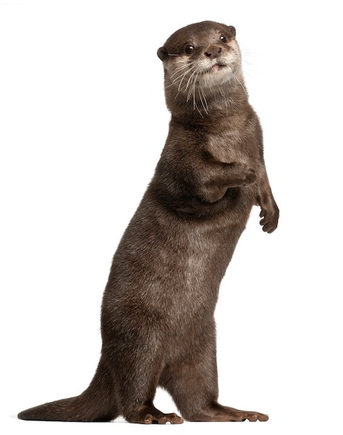 Oriental small-clawed otter, Amblonyx Cinereus standing on white isolated