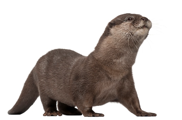 Oriental small-clawed otter, Amblonyx Cinereus standing on white isolated