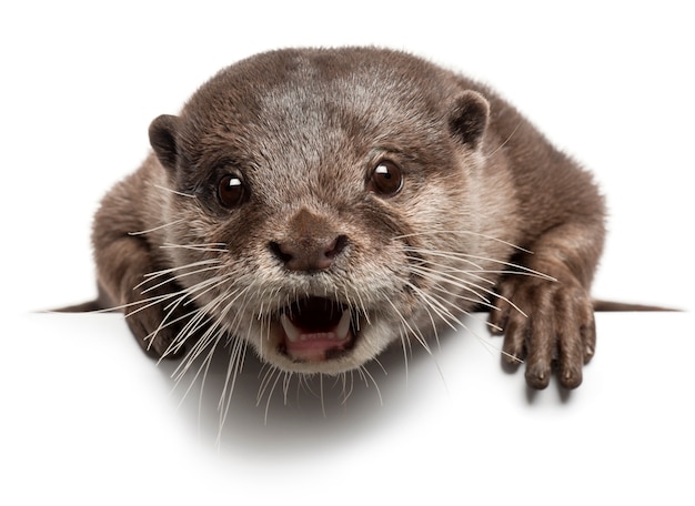 Oriental small-clawed otter, Amblonyx Cinereus standing on white isolated