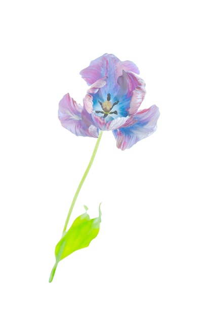 Original exotic blue tulip flower isolated