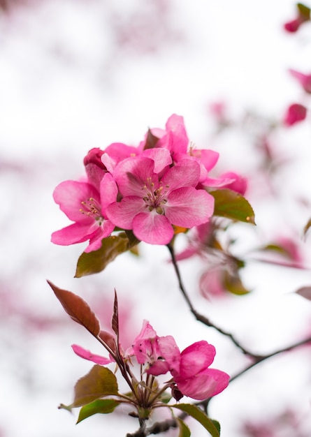 Ornamental apple tree blooming called cooking apple