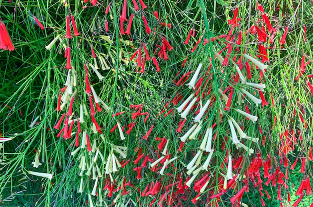 Ornamental bush with red flowers growing outside. 