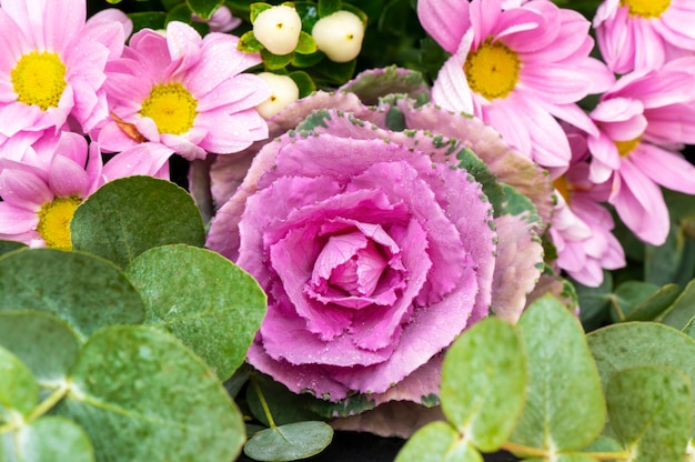 Ornamental cabbage with chrysanthemums and other herb