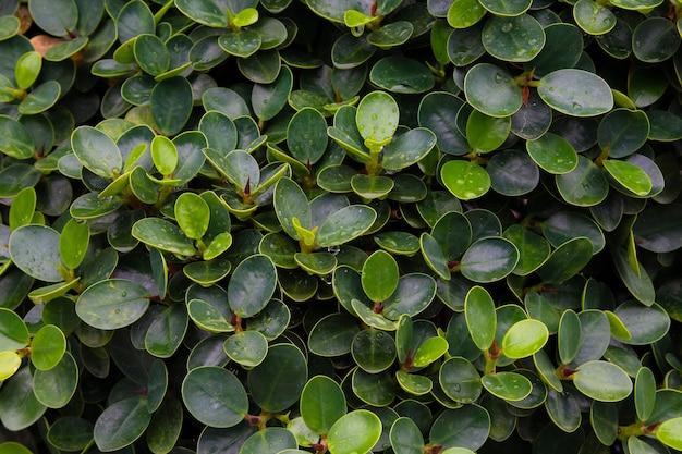 Ornamental climbing plants on fence