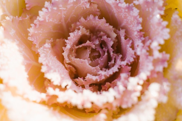 Ornamental decorative cabbage covered with a morning frost