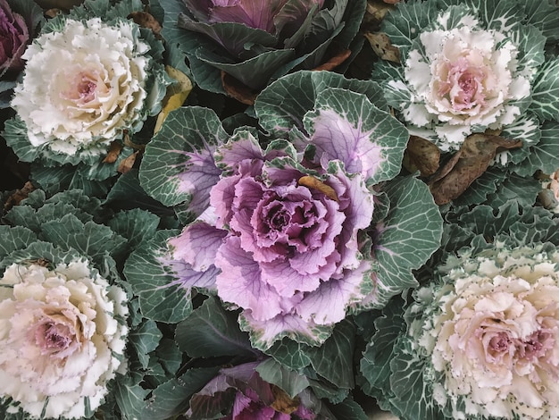 Ornamental decorative cabbage with green purple leaves