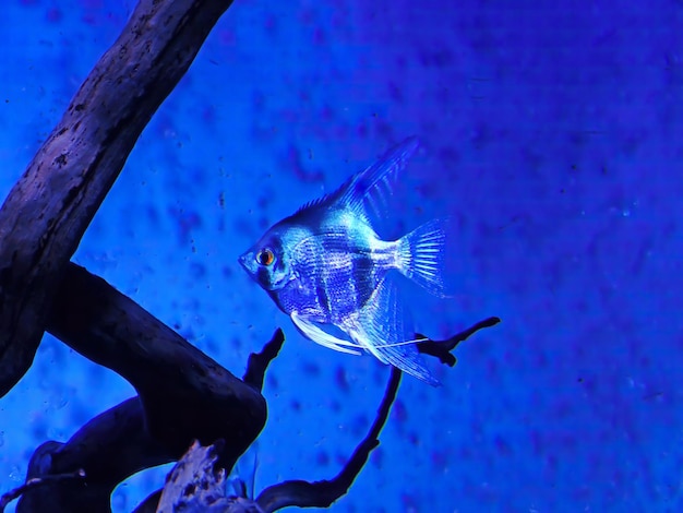 Ornamental fish Scalaria or angelfish Pterophyllum scalare in closeup