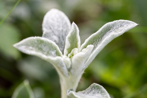 Ornamental grass in the garden with fluffy light green fleshy leaves, selective focus and blurred background