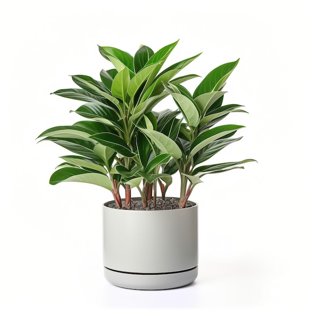 Ornamental houseplant in a gray flowerpot