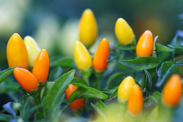 Ornamental pepper growing in the farm. Agriculture background.