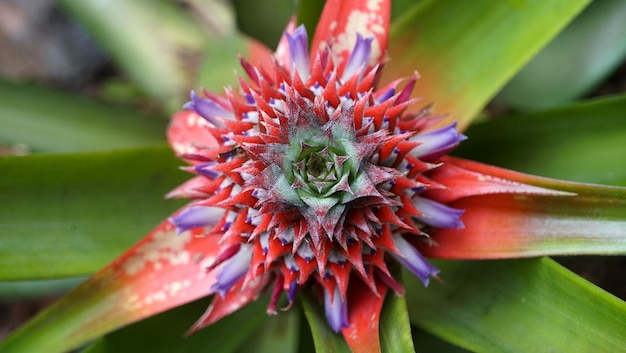 Photo ornamental pineapple bromeliad flower