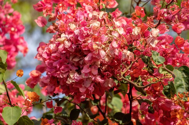 Ornamental plant flowers of the species Bougainvillea glabra