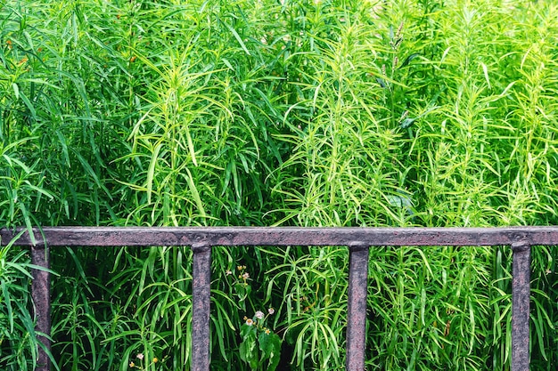 Ornamental plants grow in a flower bed behind an old metal fence