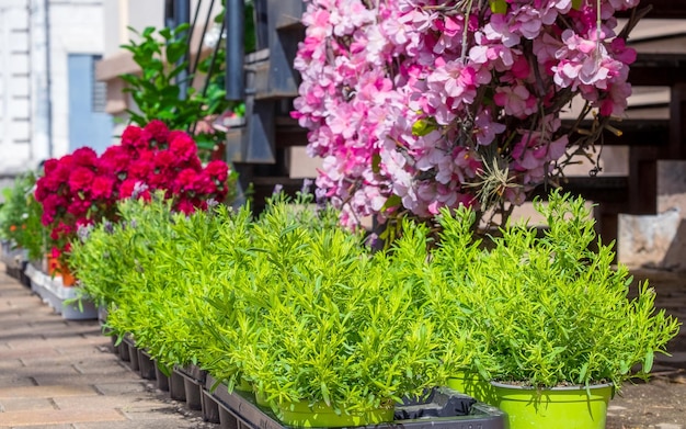 Ornamental plants near the flower shop Green purple pink Bright colors