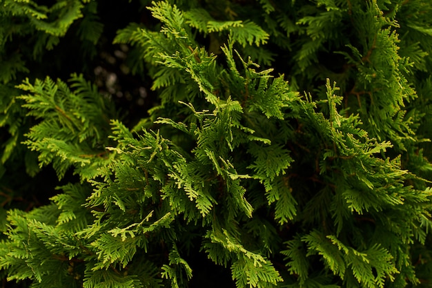 Ornamental shrubs Wall shrubs green background bush