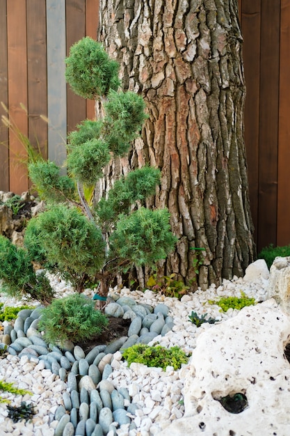 Ornamental tree, lush garden, stone path. Cozy summer evening