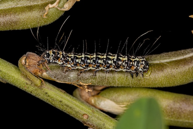 Ornate Bella Moth Caterpillar