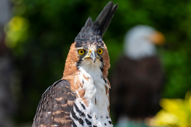 Ornate Hawkeagle Spizaetus ornatus