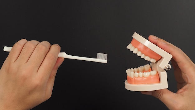 Orthodontic model of teeth and toothbrush in hand on Black background