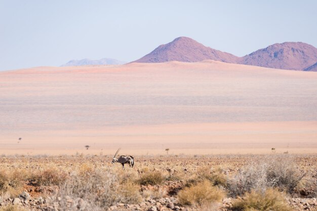 Oryx grazing in the Namib desert, Namib Naukluft National Park, Namibia, Africa