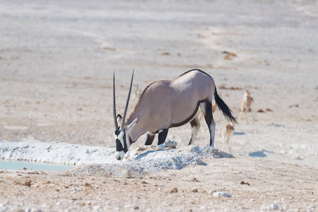 Oryx kneeling and drinking from waterhole in daylight