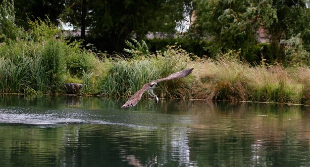 Osprey fishing at a small lake