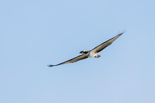 Osprey in flight (Pandion haliaetus)