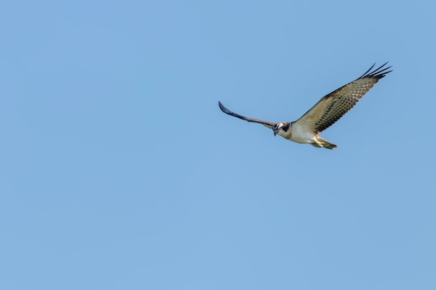 Osprey in flight (Pandion haliaetus)