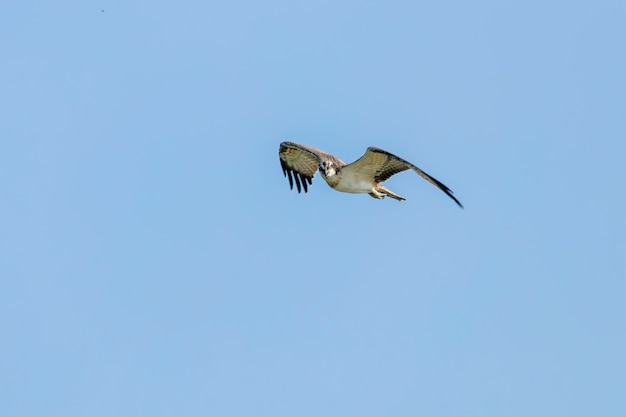 Osprey in flight (Pandion haliaetus)