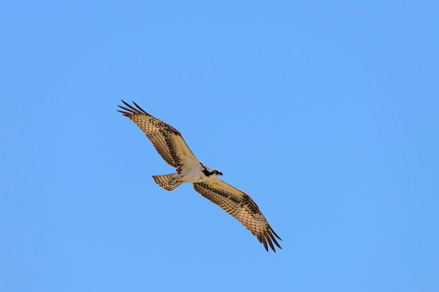 Osprey in Flight