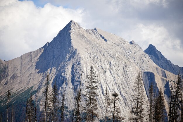 Osprey net in Rocky Mountains Canada