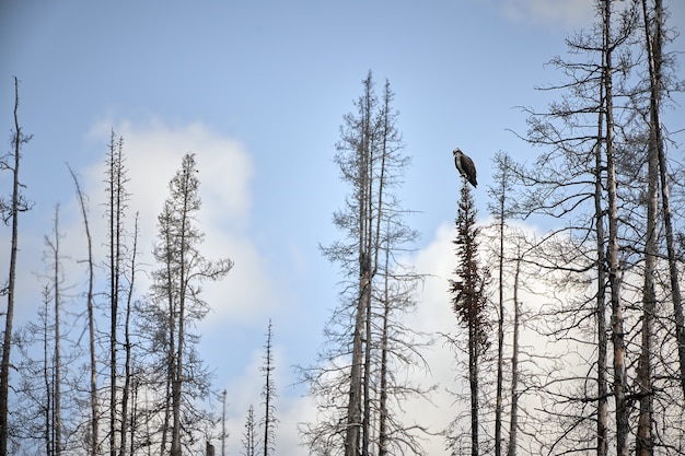 Osprey in a tree looking for a fish