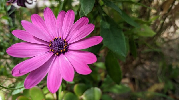 Osteospermum ecklonis is an evergreen shrub that gardeners love for its ornamental foliage and