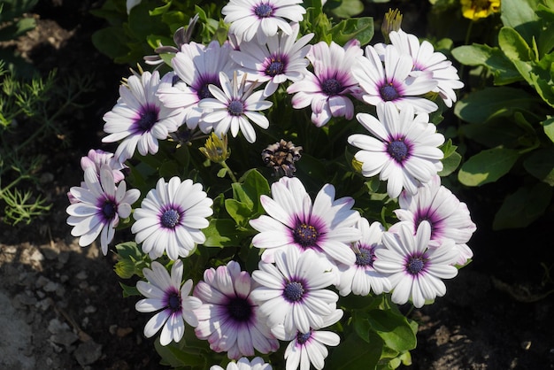 Osteospermum ecklonis White and purple Osteospermum blooming annual plant Osteospermum flowers close up