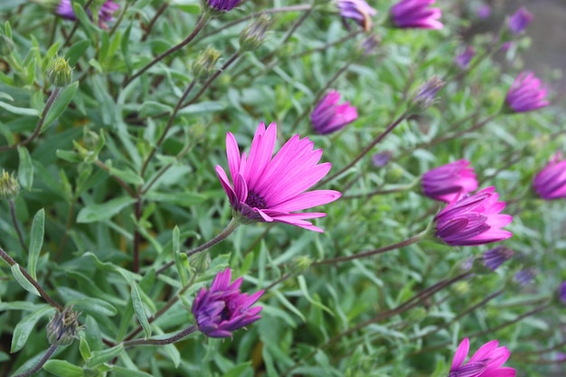 Osteospermum Eklon on the background of green leaves